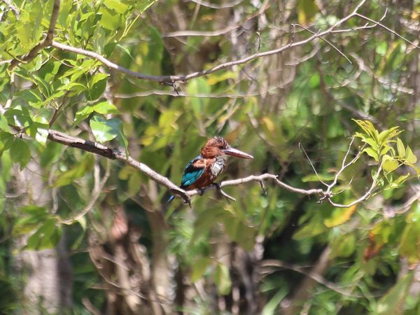 des quantités d'oiseaux qui piaillent partout