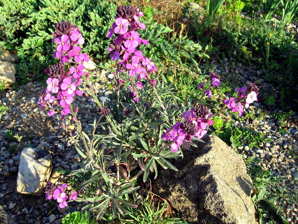 Fleurs et plantes diverses