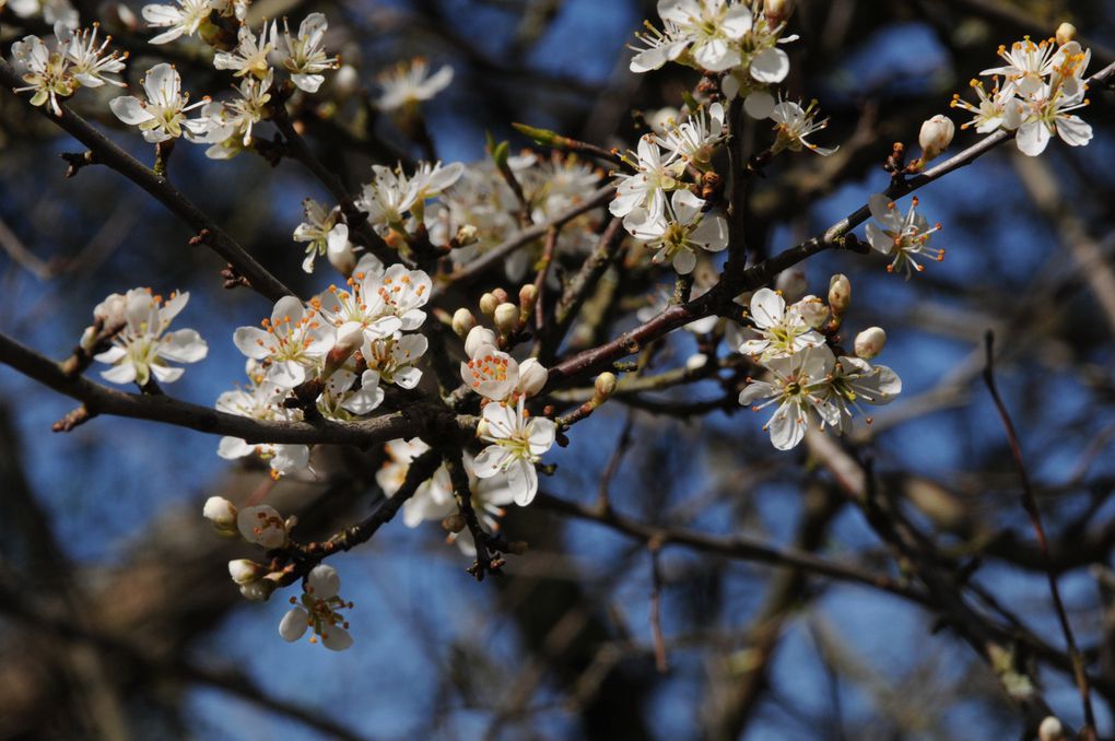 Voici une liste de plantes trouvées sur la base de Chambrey et ses alentours. Certaines sont très communes, d'autres plus spécifiques, notamment aux prairies humides.
Ces photos ont été réalisées par le Parc Naturel Régional de Lorraine.