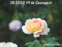 Le concours de roses de Le Roeulx 1/3: la roseraie