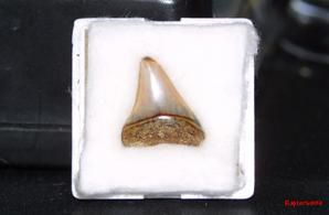 Dents de Requin fossilisées.