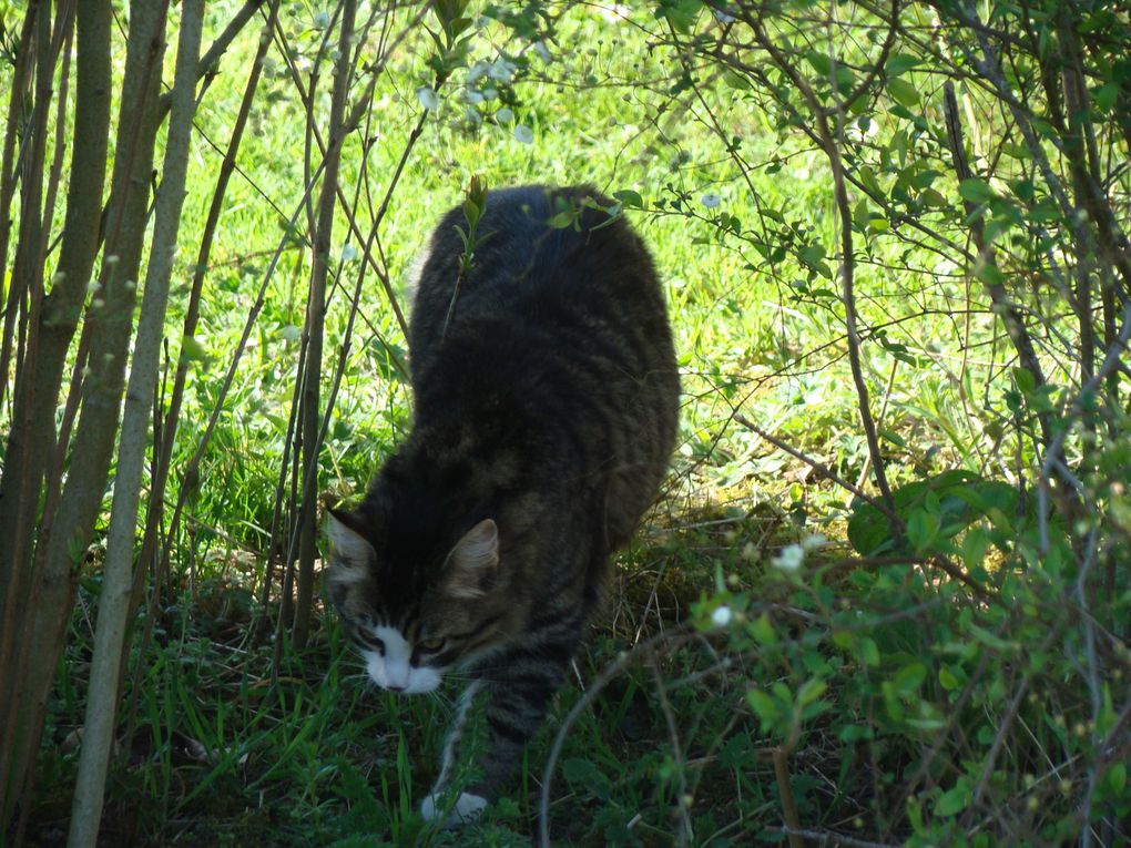 Gîte, ses fleurs et ses animaux (rencontres inattendues dans le jardin...Hérisson, Guêpiers, Huppe fasciée...))