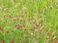 Des fleurs et un papillon (le seul du moment : cause grand vent)