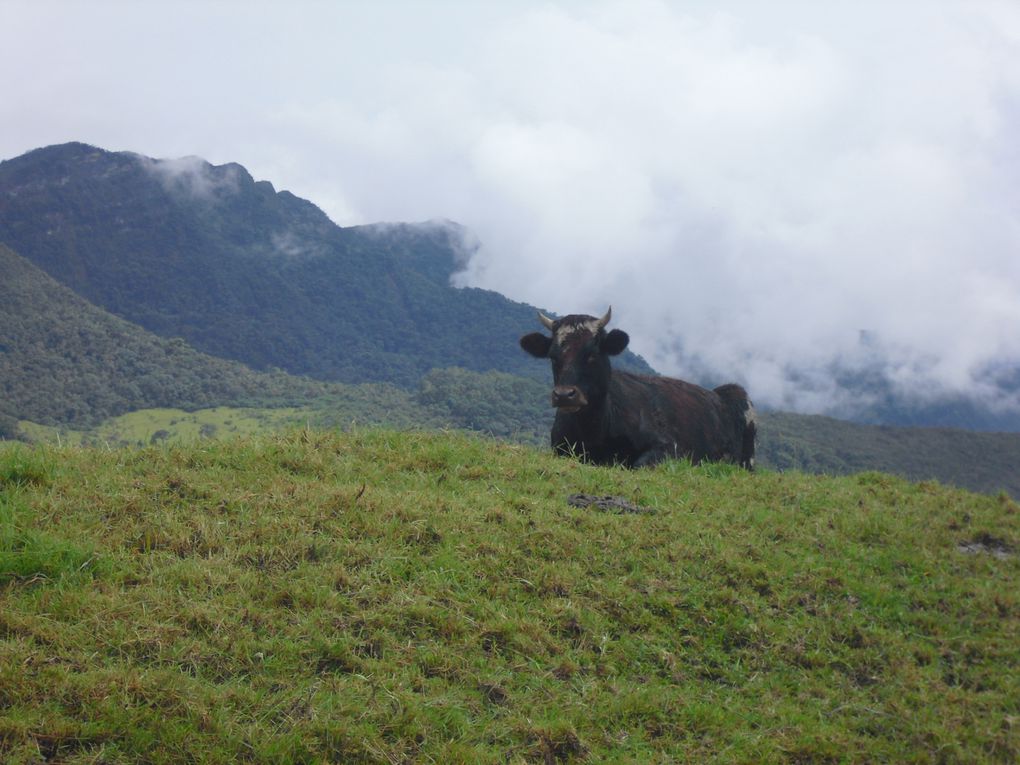 Album - COLOMBIA-2010