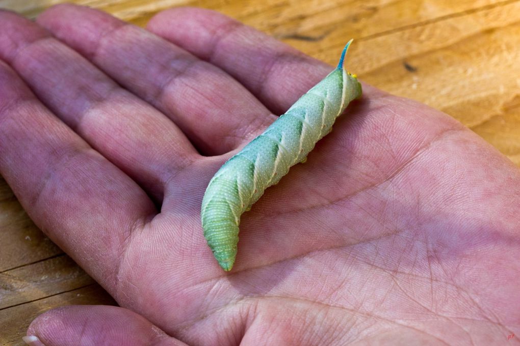 5 images : Les jeunes chenilles du sphinx du tilleul peuvent avoir des tailles variable. 