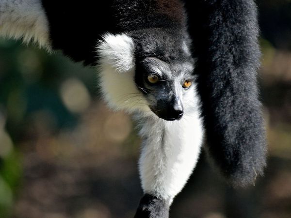 Maki vari noir et blanc 