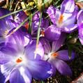 CrocusMania