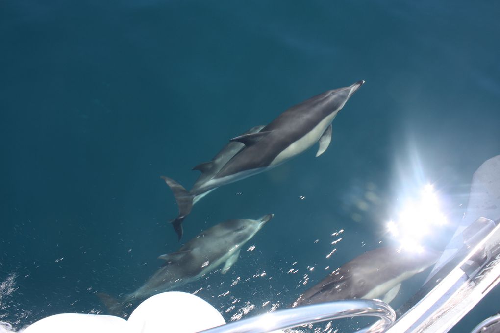 Album - des-dauphins-aux-sables