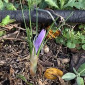 Semis de bulbes de "crocus safran", 2 ème essai - Le blog botanique de Nanie, petit à petit : un micro jardin urbain en expérimentation