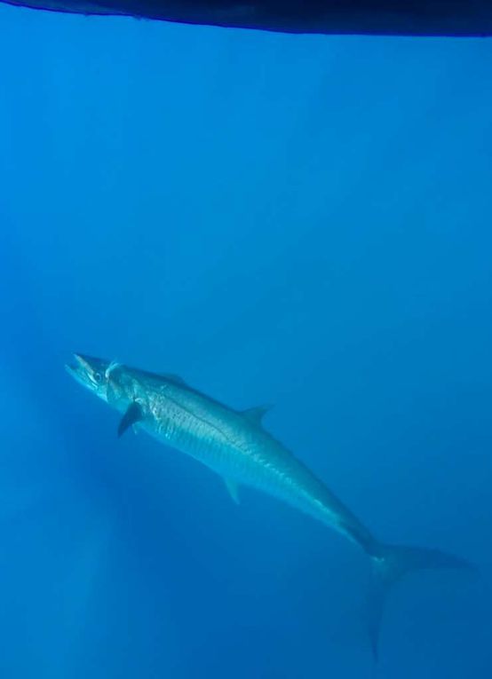 pêche automne 2018  périple dans le  sud de madagascar de st Augustin à Morombe 