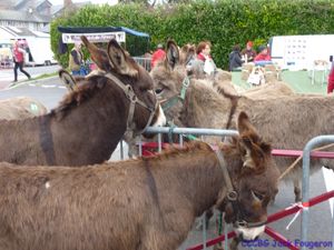 La foire aux ânes , Moyaux (Camping-car-club-Beauce-Gâtinais)