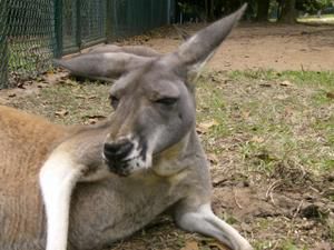 Hier die zweite Ladung an Bildern vom Australia Zoo sowie brandneu von der Lone Pine Koala Sanctuary - enjoy!!!!