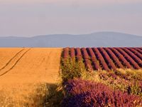 Du vert, du jaune, du bleu, du mauve, du rose, parfois en duo, parfois dans une anarchie toute poétique, ici tout le pays chante la Couleur sans discrimination et dans un même cri....une vraie symphonie où les notes s'enchaînent délicieusement et vous transportent dans une rêverie étourdissante...