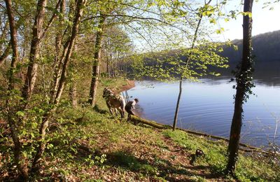 Coupe et débardage de bois secteur Péchadoire d'Anzême