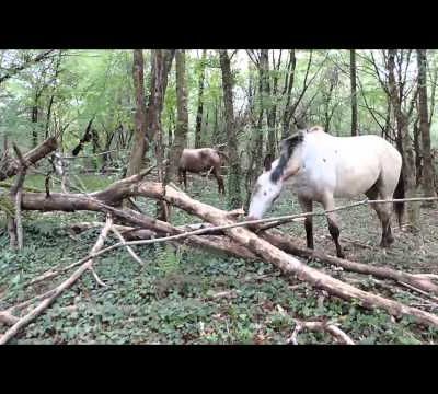 Equus Gestaltung stage d'avril 2014
