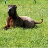 sharpei / shar pei