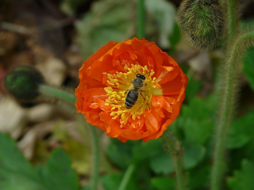 Album - Ballade au jardin