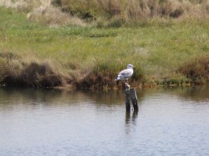 Un échantillon de la faune des marais