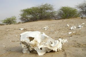Oman: Motacillidae anthus