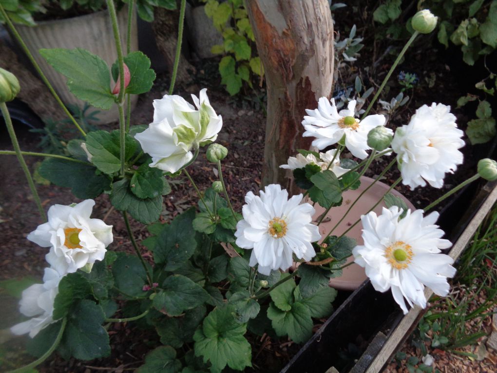 Mon jardin Le Clos fleuri en octobre à Chabeuil dans la Drôme  2023 ...