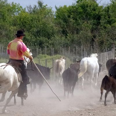 La Camargue quoi !