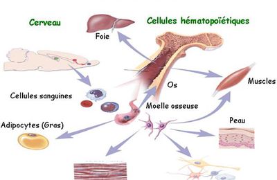 Algue Klamath (Aphanizomenon) et cellules souches