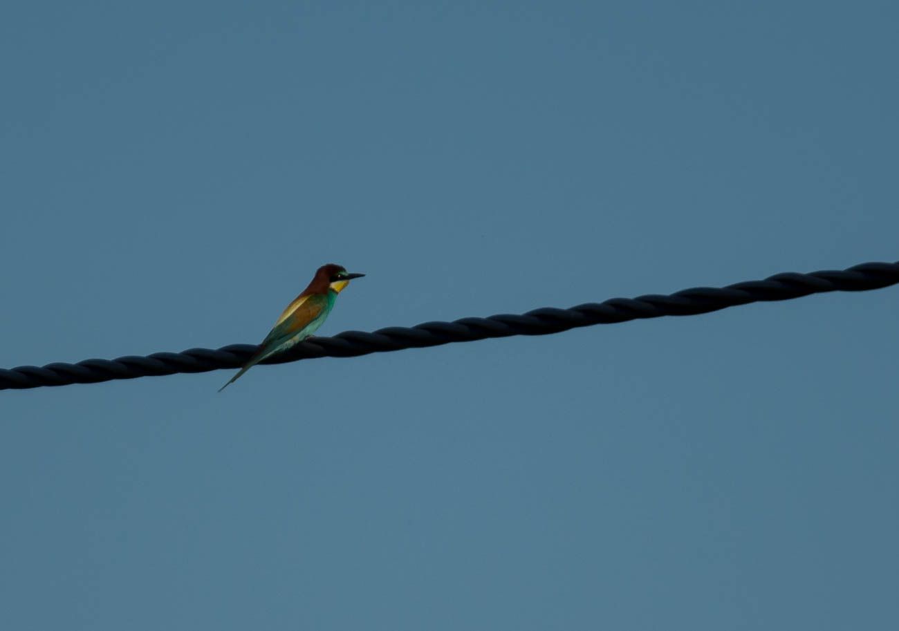 Séjour photo Oiseaux en Camargue