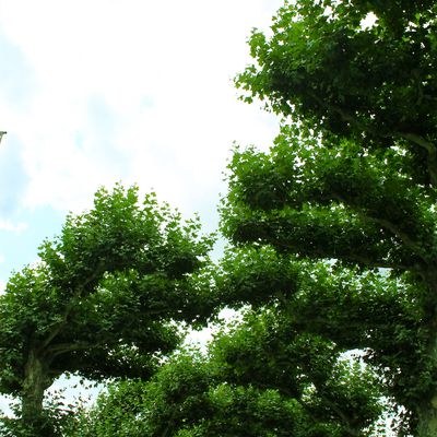 verdure et ciel