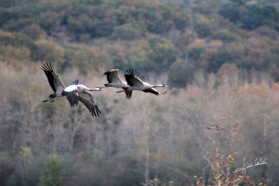 Grues cendrées