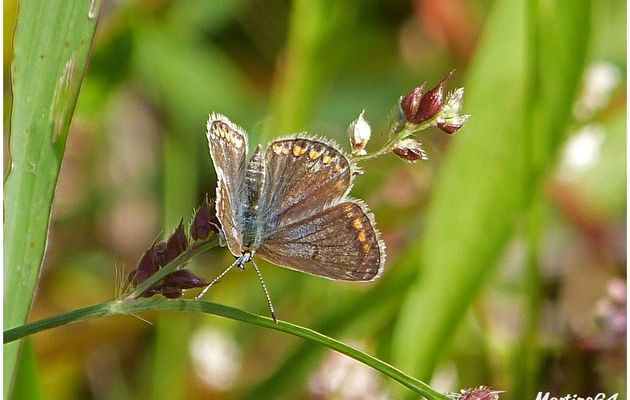 Un papillon : Argus bleu