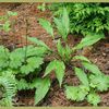 Hosta The Razor's Edge