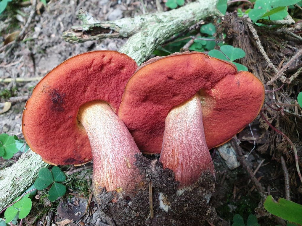 Bolet à pied rouge = Neoboletus erythropus : pour comparer avec le bolet blafard, ce bolet à pied rouge (bon comestible), appelé par les connaisseurs "récompense du mycologue"  a un chapeau velouté marron foncé, les tubes rouge orangé sous le chapeau,  la chair jaune très bleuissante à la coupe et le pied moucheté de rouge sur fond jaune.