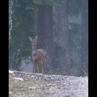 A la recherche de la Gélinotte des Bois...