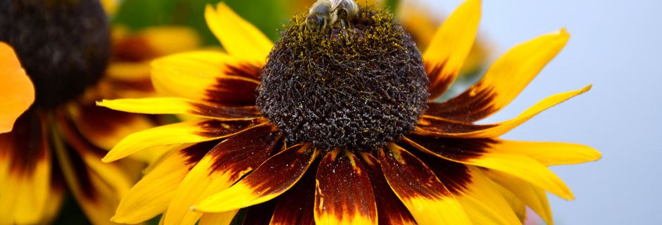 Gourmandises d'abeilles