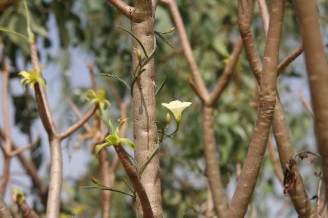 Album - Sine-Saloum-Senegal