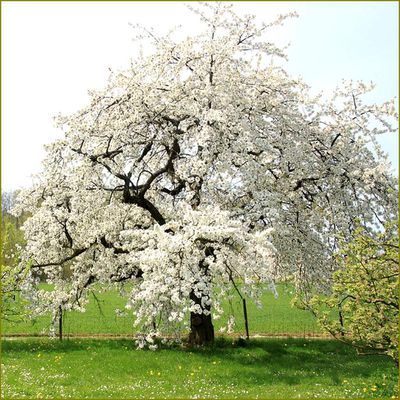 Alfred Edward Housman (1859-1936) - poète -  Le cerisier en fleurs