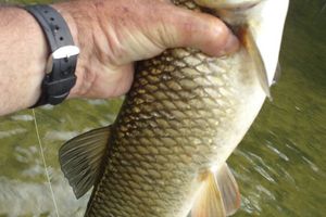 Un peu de pêche de chevesne en sèche.