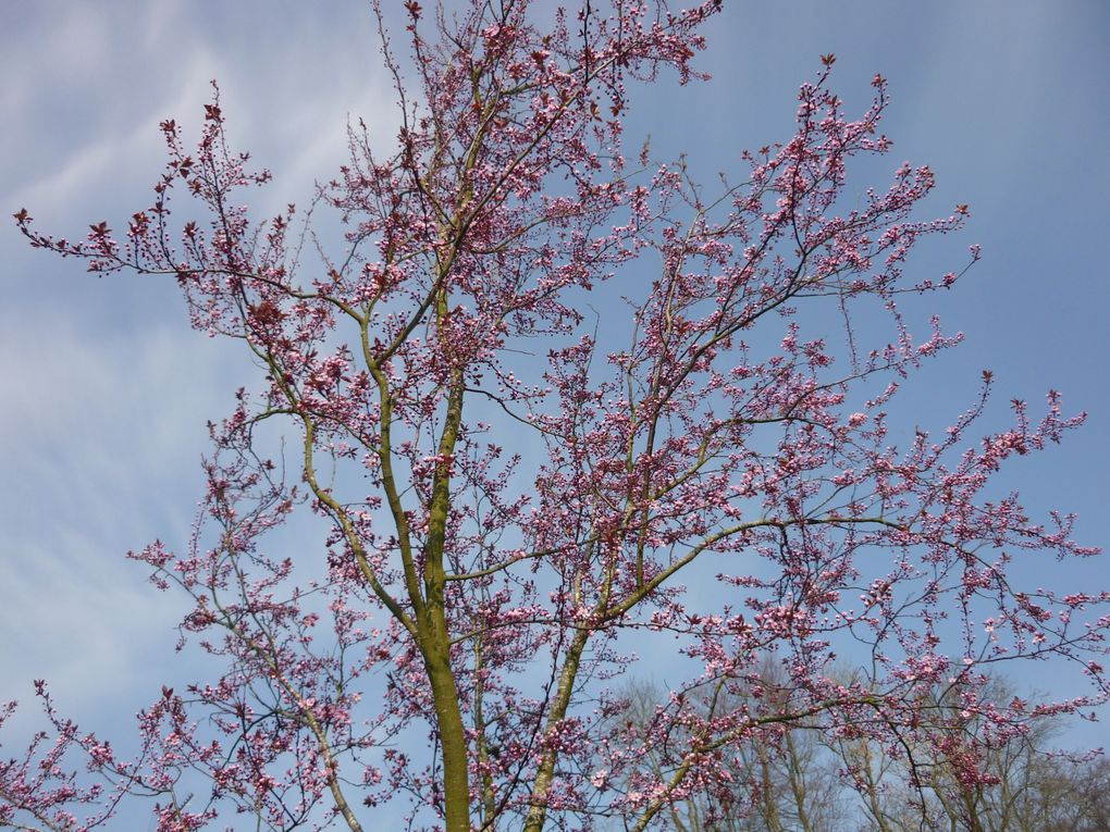 Ma passion pour les fleurs...