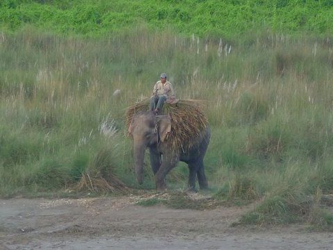 Album - Chitwan