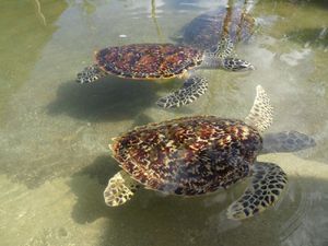 la réserve de tortues