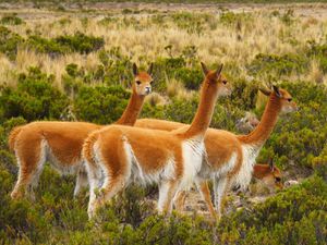 Ne pas confondre Lama, Vigogne et Alpaca (seuls les lamas se mangent).