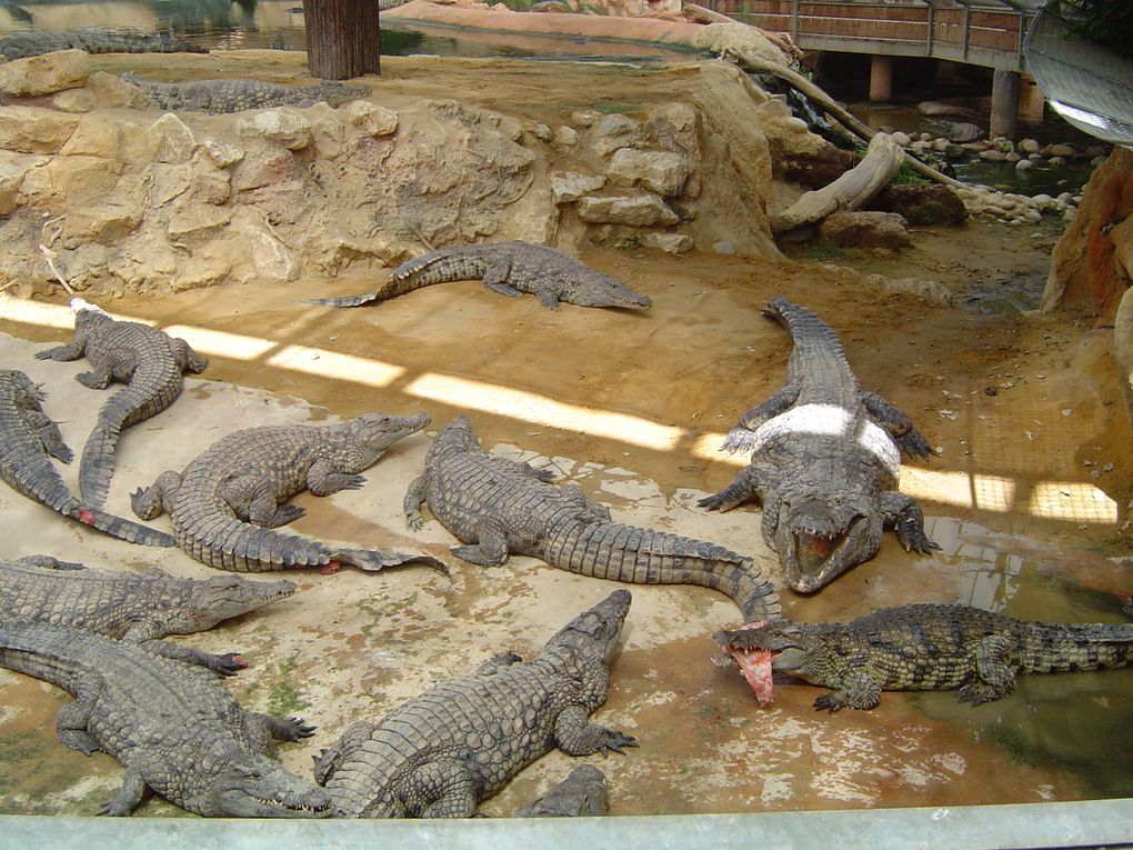 Un site unique en Europe situé à Pierrelatte dans la Drôme. 
Elevage et réintégration des crocodiles dans leur site naturel.