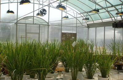 LET THE BEST GREENHOUSE SUPPLIER IN INDIA ENHANCE CROP QUALITY