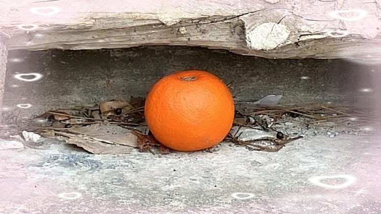Arancia abbandonata in un anfratto (foto di Maurizio Crispi)