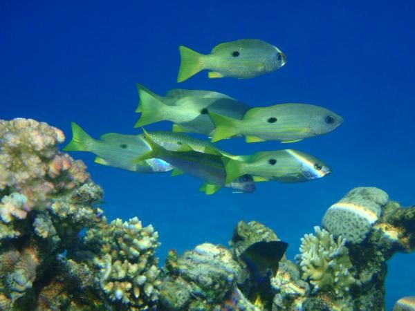 photos fonds marins prises avec appareil photo numérique OLYMPUS 1030sw