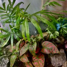 Nouvel essai de composition de terrarium humide avec les plantes cultivés en sytème Lilo
