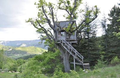 perché dans les arbres