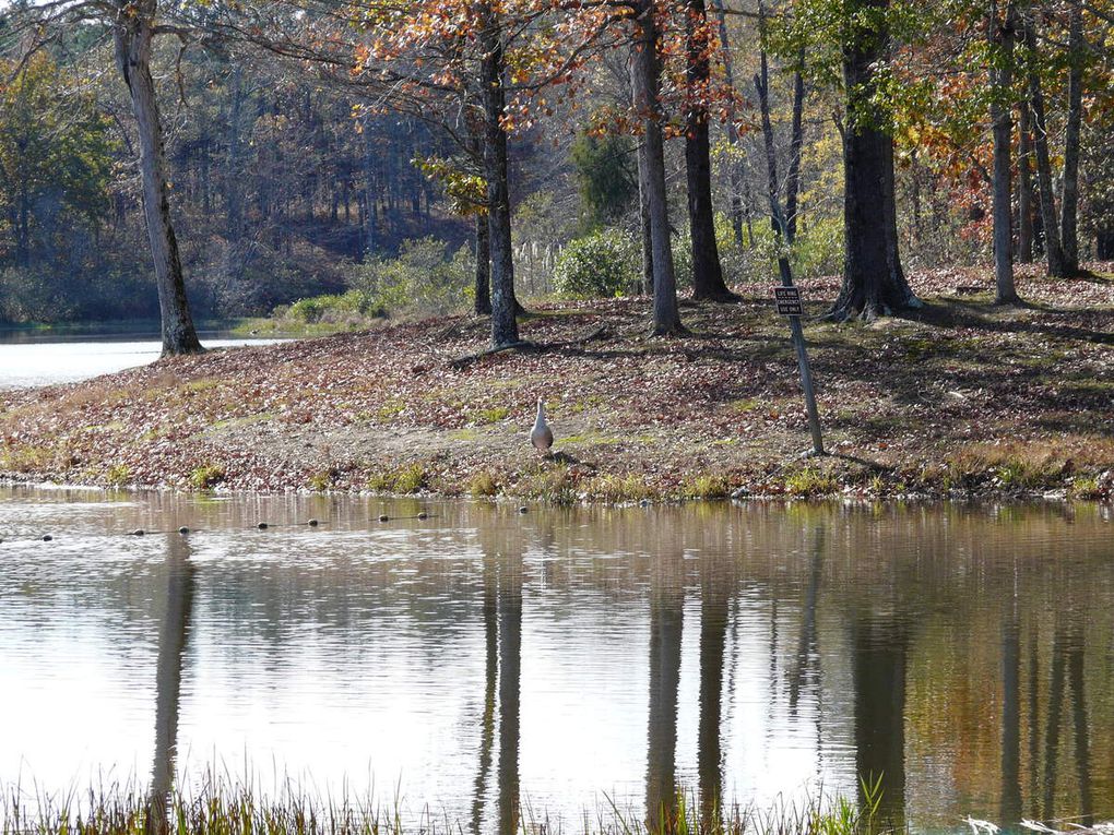 Hollyspring Lake