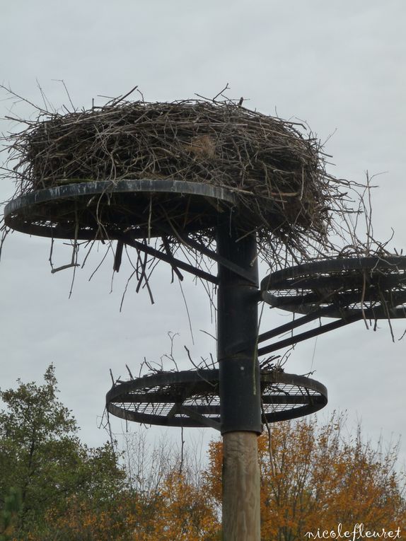 près de Lyon, une magnifique réserve d'oiseaux des 5 continents