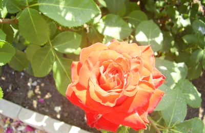 Au nom de la Rose...(Chapître 4)